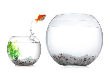 Goldfish jumping out of small glass bowl into bigger one against white background