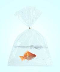 Goldfish in plastic bag with water on light blue background