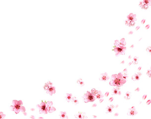 Fototapeta premium Beautiful flowers and petals flying against white background