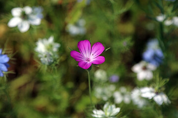 Fototapeta premium Closeup of a purple Corncockle bloom, Kent, England 