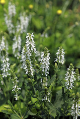 Closeup of white Balkan Clary flowers, Kent England
