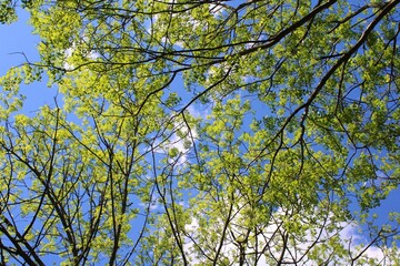 tree crown on the blue sky