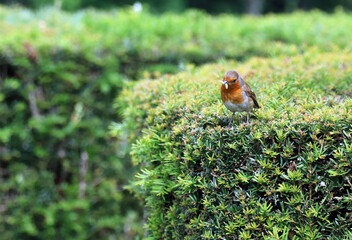 Robin with a grub in its beak, Kent England
