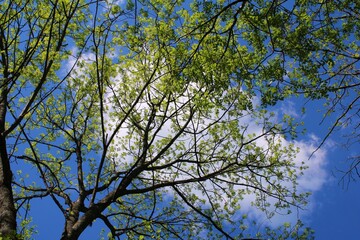 Tree on the blue sky