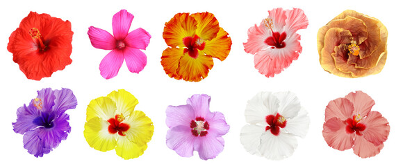 Different hibiscus flowers isolated on white, set