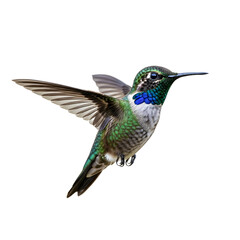 Fototapeta premium Flying Green and Blue Hummingbird in Flight.