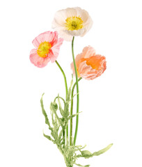 Beautiful poppies isolated on white. Delicate flowers