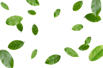 Fototapeta premium Green citrus leaves flying against white background