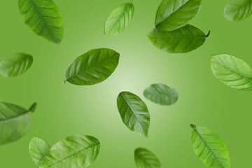 Leaves of citrus plant flying against green background