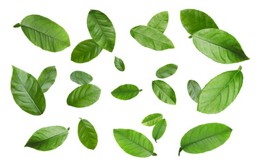 Citrus plant leaves in air against white background