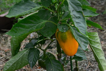 a close up of orange Bell Pepper on Plant