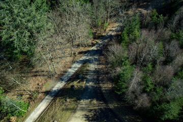 Sunlit Forest Path Winding Through Evergreen and Bare Trees