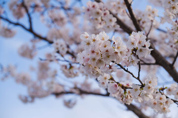春の到来を告げる！満開の桜の風景、大阪、日本