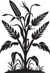 Silhouette of a Corn Plant with Ears and Leaves