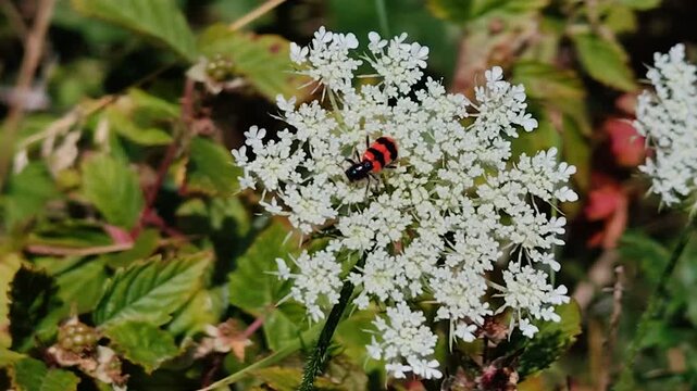 Chrząszcz barciel pszczołowiec na białym kwiecie. Kolorowy owad na letniej łące w naturalnym środowisku.