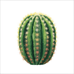 cactus isolated on white background