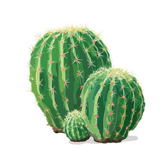 cactus isolated on white background