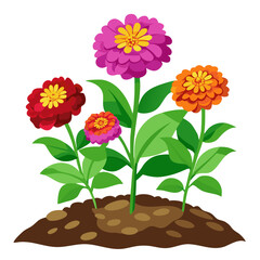 Colorful zinnia flower garden illustration vector art design for spring summer gardening projects