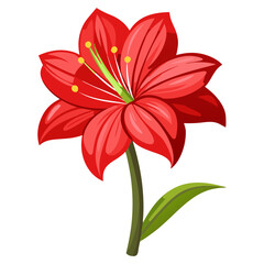 Beautiful red amaryllis flower blossom vector illustration floral design botanical art print nature bloom