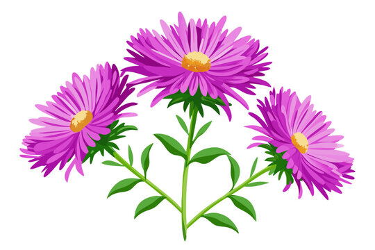 Download beautiful purple aster flower vector illustration floral design element for free use in projects