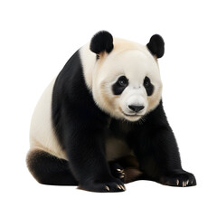 Obraz premium Majestic Giant Panda Seated Pose.