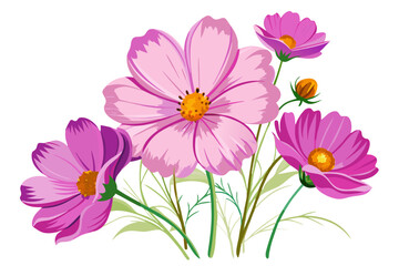 Beautiful pink cosmos flowers vector illustration for floral design and spring season decoration art