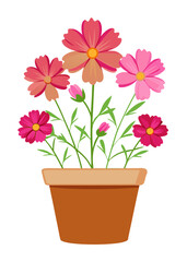 Beautiful cosmos flowers in pot vector illustration for garden decor and floral design projects
