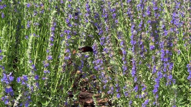Beautiful butterfly Aglais io on purple medicinal hyssop flowers