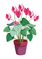 Cyclamen plant in pot vector illustration of houseplant with pink flowers and green leaves art