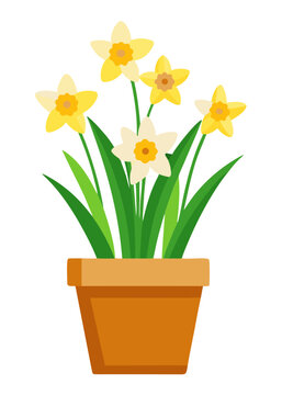 Fototapeta Illustration of daffodils in pot, yellow and white spring flowers in terracotta pot design element