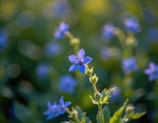 Delicate Blue Wildflowers Blooming in Natural Green Background at Sunset Glow