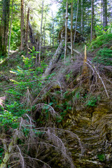 fallen tree in an ancient forest