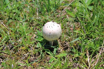 mushroom in the grass