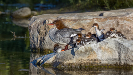 female common merganser on rock with chicks surrounded by water