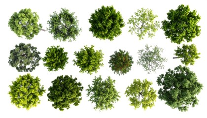 Naklejka premium Overhead view of many trees