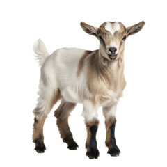 Fototapeta premium Adorable Baby Goat with White and Brown Coat.