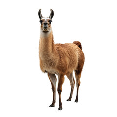 Adorable Brown Llama Standing Proudly.