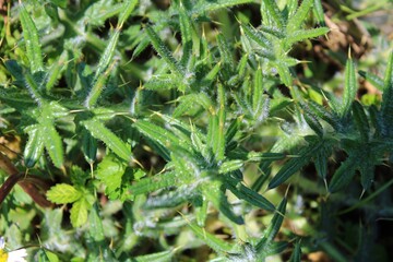 close up of green grass