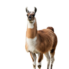 Fototapeta premium Full Shot of a Llama Against a White Background.
