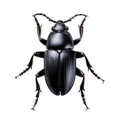 Black beetle top view isolated on a transparent background
