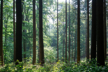Obraz premium A forest with tall trees and a lot of sunlight