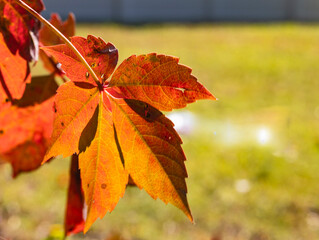 autumn maple leaves