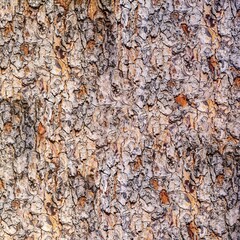 Tree trunk texture