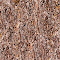 Tree trunk texture