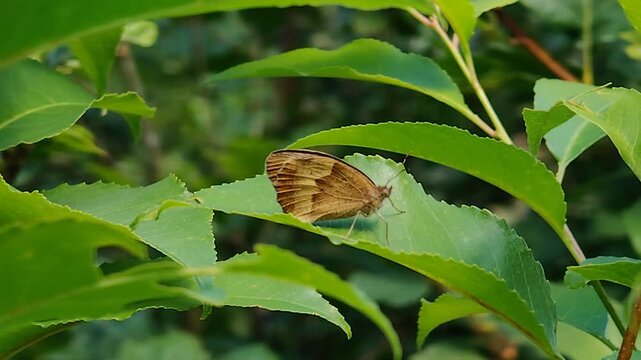 Motyl przestrojnik jurtina odpoczywający na zielonym liściu. Dziki owad w naturalnym środowisku.