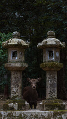kasugataisha in japan