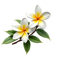 Obraz premium Close up of three plumeria flowers with green leaves isolated on transparent background
