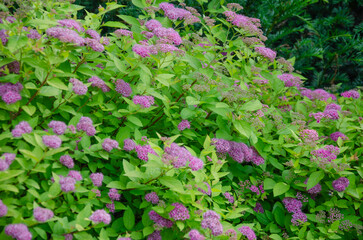 Japanese spirea shrub, Spiraea japonica L.f., blooms with pink flowers