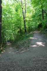 road in the woods