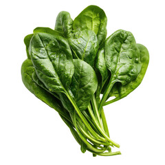 Close-up of fresh spinach leaves